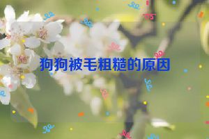 狗狗被毛粗糙的原因