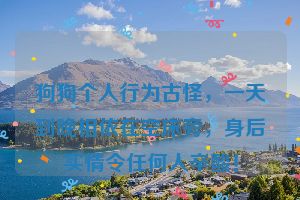 狗狗个人行为古怪,一天到晚相依在空床旁,身后实情令任何人辛酸!