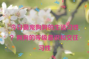 今日萌宠狗狗的生活习性?狗狗的等级意识和交往习性