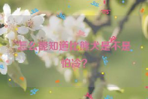 怎么能知道比熊犬是不是怕冷？