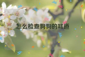 怎么检查狗狗的耳道