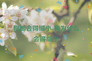 狗都会得细小-狗为什么会得细小