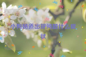 小狗肠道出现问题什么症状