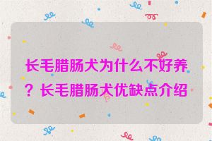 长毛腊肠犬为什么不好养？长毛腊肠犬优缺点介绍