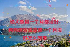 幼犬感冒一个月都没好-狗狗感冒流鼻涕一个月没好怎么回事