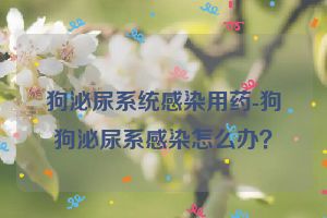 狗泌尿系统感染用药-狗狗泌尿系感染怎么办？