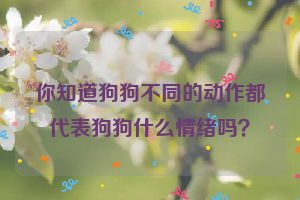 你知道狗狗不同的动作都代表狗狗什么情绪吗？