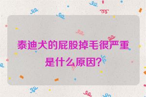 泰迪犬的屁股掉毛很严重是什么原因？