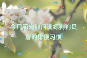 今日萌宠如何训练狗狗良好的排便习惯
