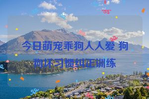 今日萌宠乖狗人人爱 狗狗坏习惯纠正训练