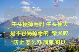 牛头梗掉毛吗 牛头梗犬是不容易掉毛的_柴犬咬,防止,怎么办,简单,可以