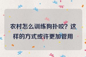 农村怎么训练狗扑咬？这样的方式或许更加管用