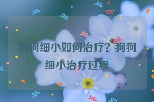 狗狗细小如何治疗？狗狗细小治疗过程