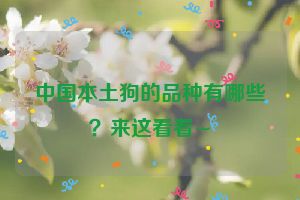 中国本土狗的品种有哪些？来这看看~