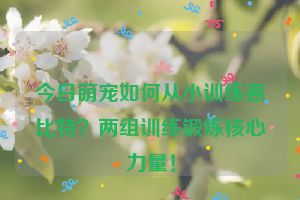 今日萌宠如何从小训练惠比特？两组训练锻炼核心力量！