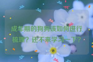 成年期的狗狗该如何进行梳理？还不来学习一下？