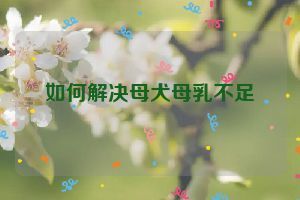 如何解决母犬母乳不足