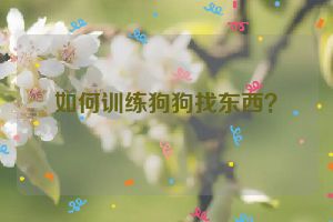 如何训练狗狗找东西？