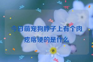 今日萌宠狗脖子上有个肉疙瘩硬的是什么