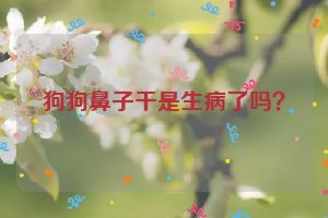 狗狗鼻子干是生病了吗？