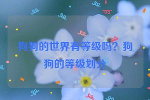 狗狗的世界有等级吗？狗狗的等级划分