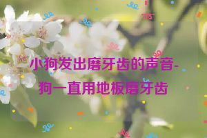 小狗发出磨牙齿的声音-狗一直用地板磨牙齿