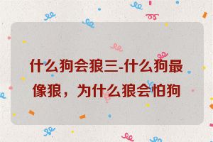 什么狗会狼三-什么狗最像狼，为什么狼会怕狗