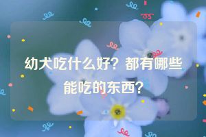 幼犬吃什么好？都有哪些能吃的东西？