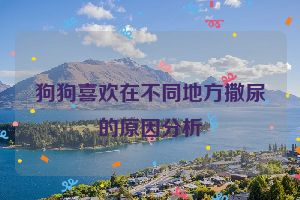 狗狗喜欢在不同地方撒尿的原因分析