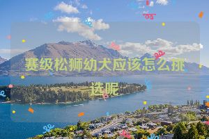 赛级松狮幼犬应该怎么挑选呢