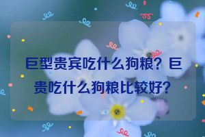 巨型贵宾吃什么狗粮？巨贵吃什么狗粮比较好？