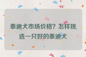 泰迪犬市场价格？怎样挑选一只好的泰迪犬