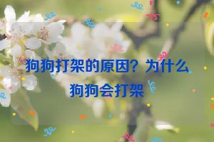 狗狗打架的原因？为什么狗狗会打架