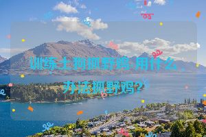训练土狗抓野鸡-用什么办法抓野鸡？