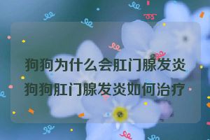 狗狗为什么会肛门腺发炎狗狗肛门腺发炎如何治疗