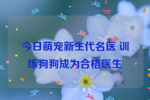 今日萌宠新生代名医 训练狗狗成为合格医生