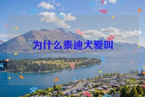 为什么泰迪犬爱叫