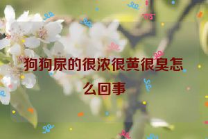 狗狗尿的很浓很黄很臭怎么回事