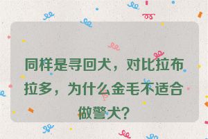 同样是寻回犬，对比拉布拉多，为什么金毛不适合做警犬？