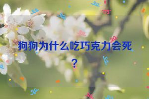 狗狗为什么吃巧克力会死？