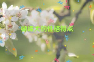 蝴蝶犬的性格特点