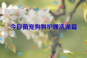 今日萌宠狗狗护理洗澡篇