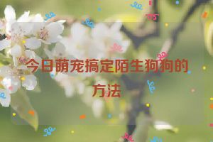 今日萌宠搞定陌生狗狗的方法