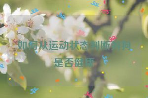 如何从运动状态判断狗狗是否健康