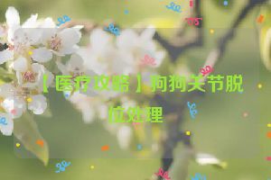 【医疗攻略】狗狗关节脱位处理