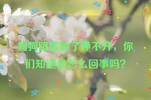 狗狗眼睛肿了睁不开,你们知道是怎么回事吗?