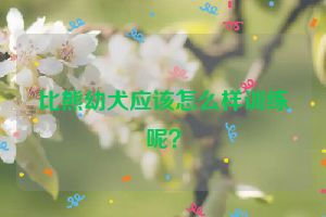 比熊幼犬应该怎么样训练呢？