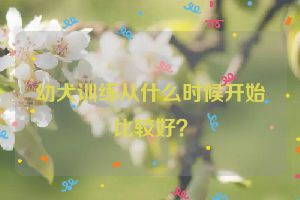 幼犬训练从什么时候开始比较好？