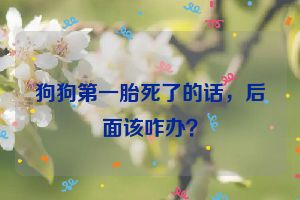 狗狗第一胎死了的话，后面该咋办？