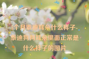 5个月泰迪耳朵什么样子-泰迪狗狗耳朵里面正常是什么样子的图片